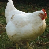 Koliko dugo brojleri rastu prije klanja